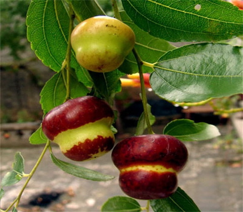 五公分枣树根系发达现挖现卖幼苗的种植技术	