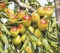 5公分雪枣树优质苗批发		口感好的品种