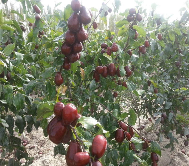 五公分枣树根系发达现挖现卖幼苗的种植技术	