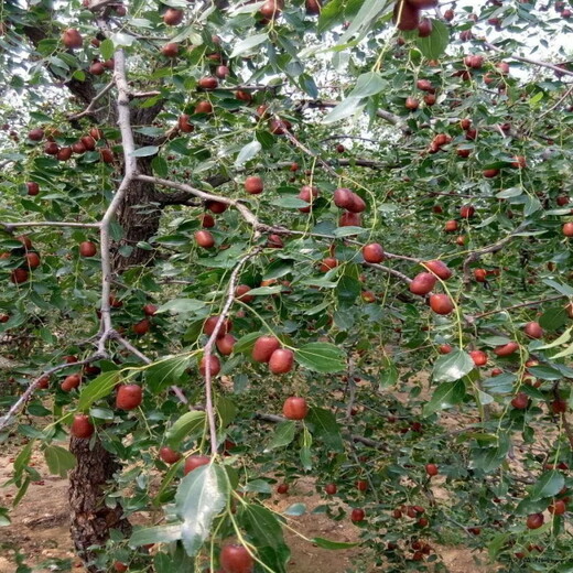 3公分胎里紅棗樹種植技術免費提供	果樹苗批發