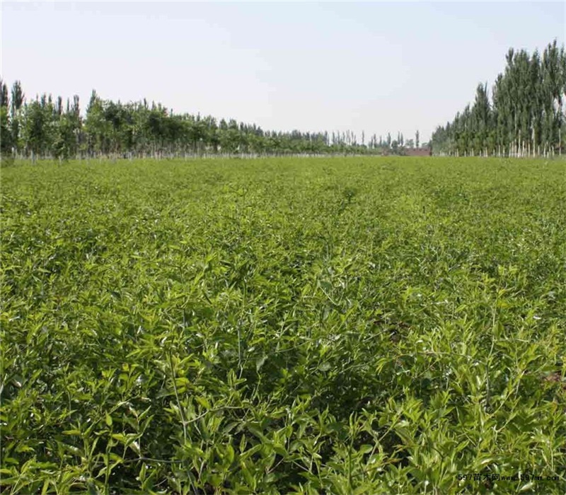 茶壶枣树苗种植技术免费提供	如何种植好		