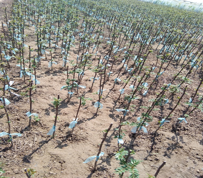 花椒苗出售花椒苗基地特快专线