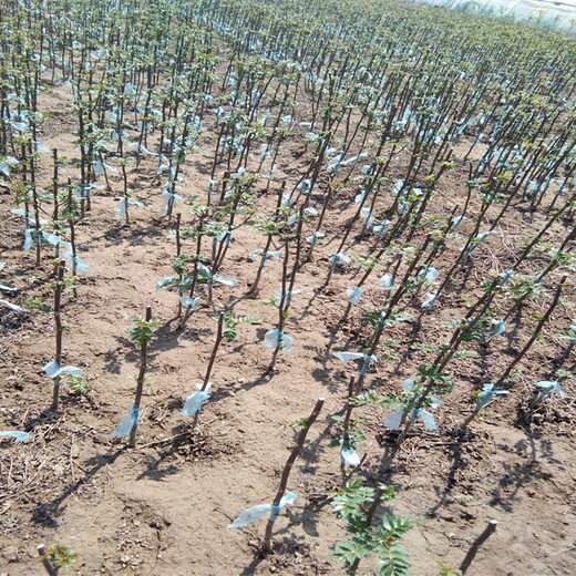 九叶青花椒苗价格出售花椒苗价格从优