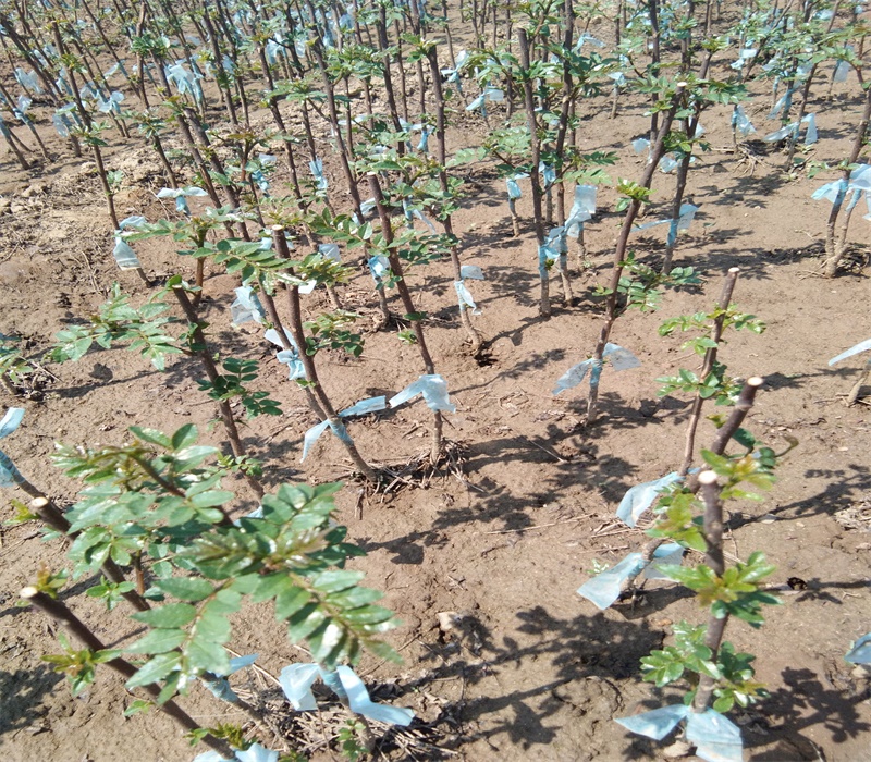 九叶青花椒苗价格出售花椒苗价格从优