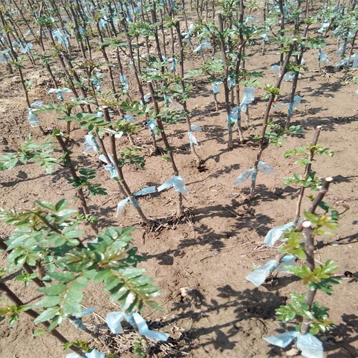 花椒苗基地花椒苗价格买家实在