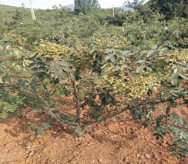 九叶青花椒苗价格出售花椒苗使命必达