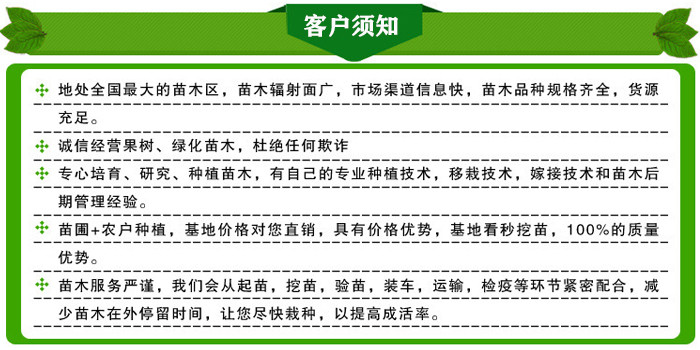 大棚种植香椿树苗大棚矮化香椿苗主产区保成活大棚红香椿苗 