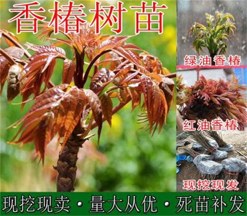 10公分香椿树出售红油香椿苗 新品种大棚香椿苗价格