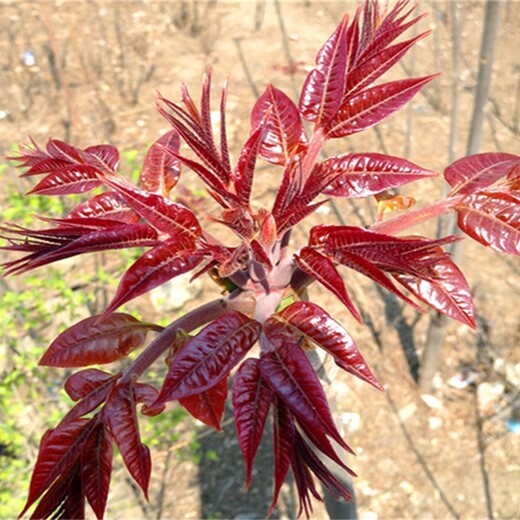 大棚种植香椿树苗矮化香椿苗批发基地高产矮化香椿苗