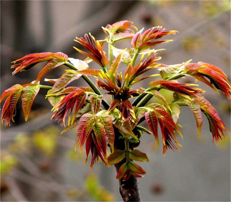 紫香椿苗哪里有 矮化香椿苗批發(fā)基地二年生香椿樹(shù)苗