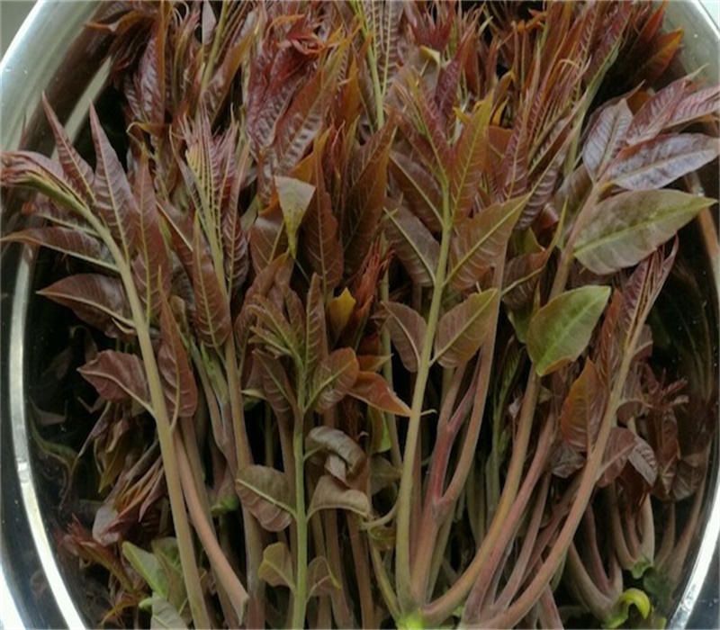 矮化香椿苗1公分红油香椿苗价格保成活大棚红香椿苗 