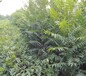 6公分绿香椿苗大棚矮化香椿苗主产区高产矮化香椿苗