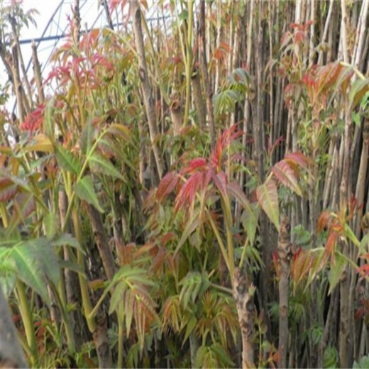 香椿苗苗圃基地泰山红香椿苗天天发车