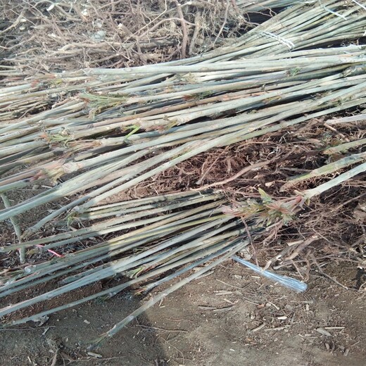 大棚种植香椿树苗1公分红油香椿苗价格香椿苗苗圃基地