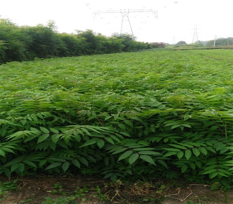 新品种大棚香椿苗价格泰山红香椿苗价格从优