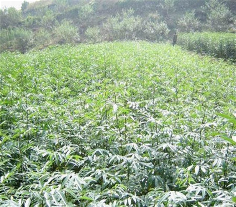 青花椒苗大量供应花椒苗基地三年的花椒树苗价格