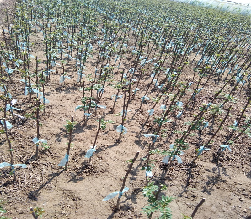 青花椒苗大量供应花椒苗大量出售三年的花椒树苗价格