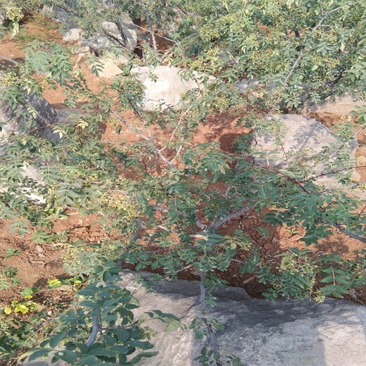 大量出售花椒苗花椒苗基地無刺花椒苗售價是多少