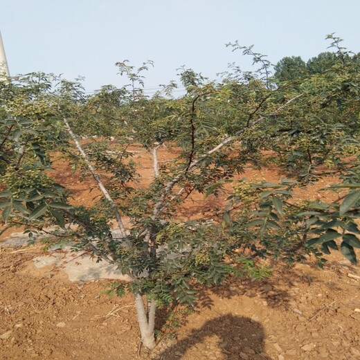 大红袍花椒苗出售花椒苗基地花椒苗价格