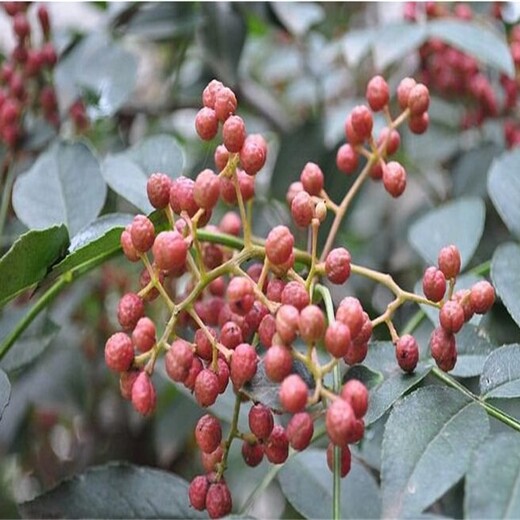 2公分花椒苗出售花椒苗批发出售花椒苗