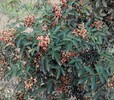 青花椒苗大量供應九葉青花椒苗三年的花椒樹苗價格