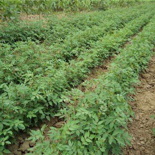 青花椒苗大量供应花椒苗基地三年的花椒树苗价格