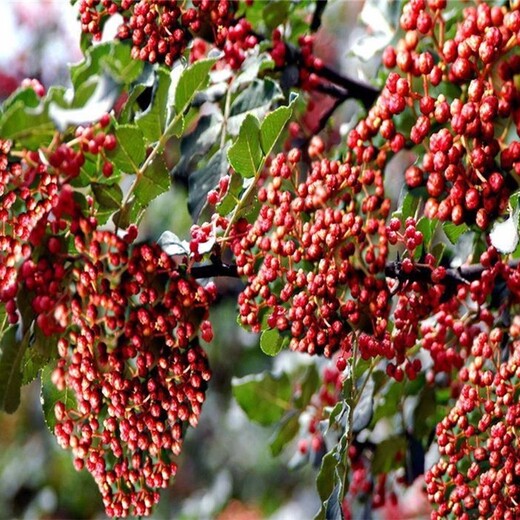 大紅袍花椒苗出售九葉青花椒苗花椒苗基地花椒苗批發(fā)