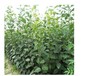 富有甜柿树苗质量好价格优服务到		栽培种植技术