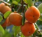 早秋甜柿苗品种的详细介绍		最佳栽培地理位置