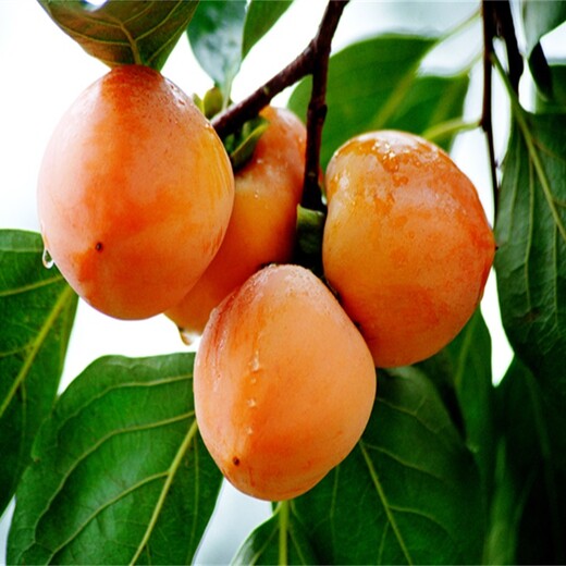 日本斤柿柿子苗什么时候种植好	品种介绍
