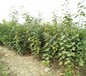 次郎柿子苗种植技术免费提供		一亩地的投资