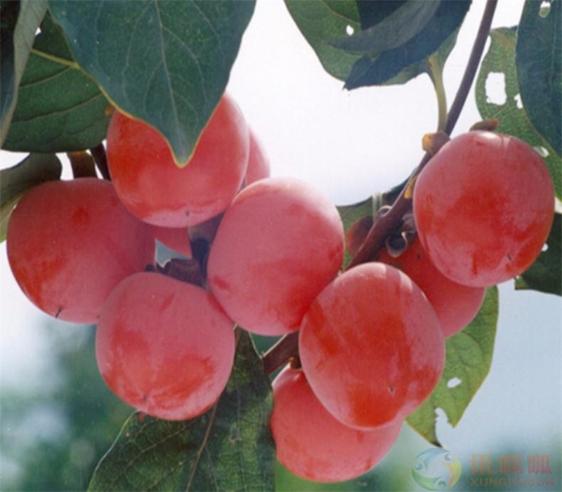 秋焰甜柿苗品种大全树形修剪
