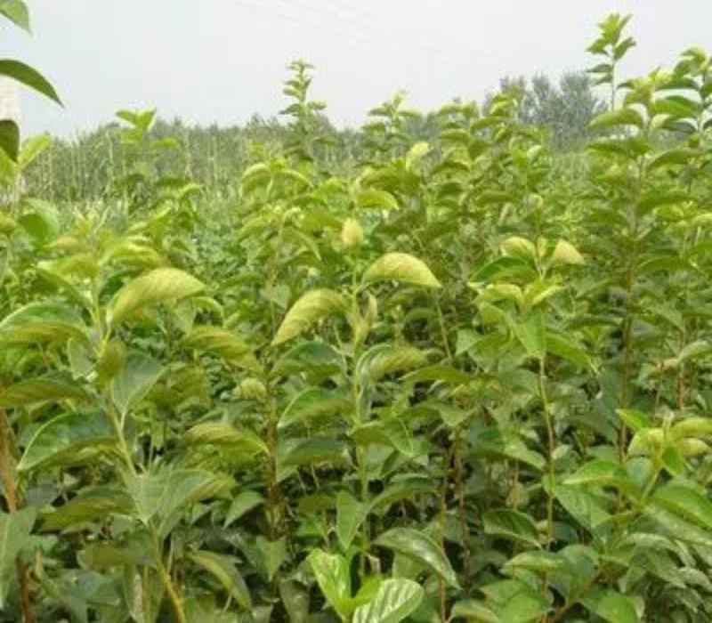 富平尖柿树苗春季移栽还是夏季移		幼苗的种植技术	