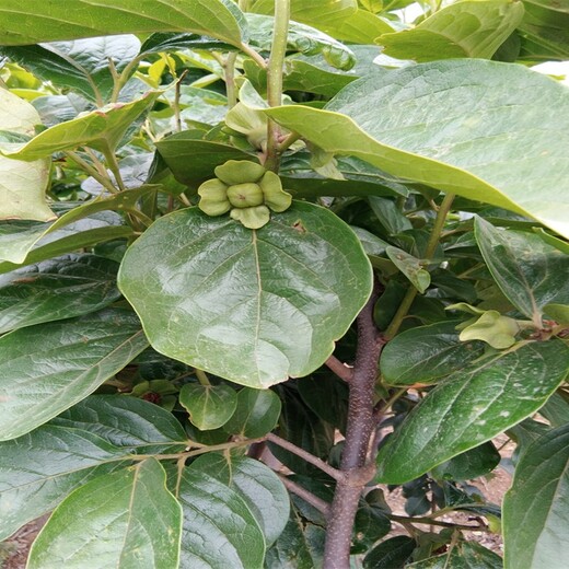 黑柿树苗果苗新品种		种植基地