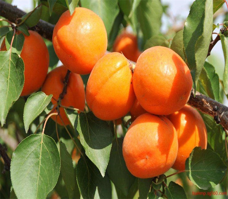 青海早红蜜杏树苗晚红杏苗品种纯质