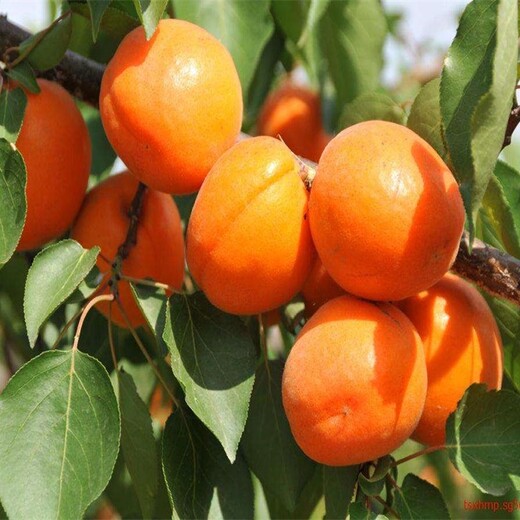 甘肃荷兰香蜜杏树苗繁育基地种植合作社价格低