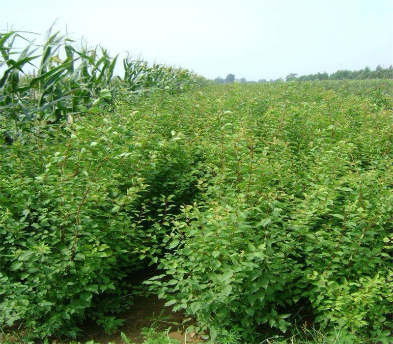 黑龙江极早熟杏树苗繁育基地种植合作社基地用心服务