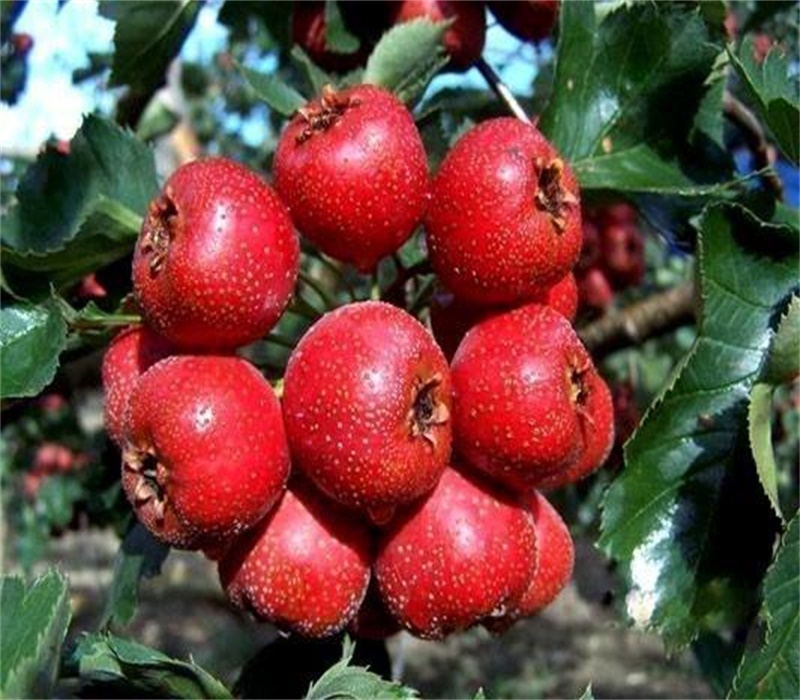 3年草紅山楂苗2公分山楂苗種植基地品種選擇	