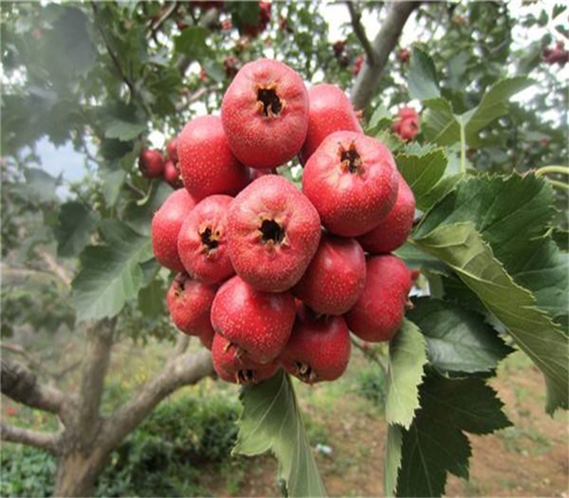3年大金星山楂苗大果山楂苗價(jià)格品種介紹	
