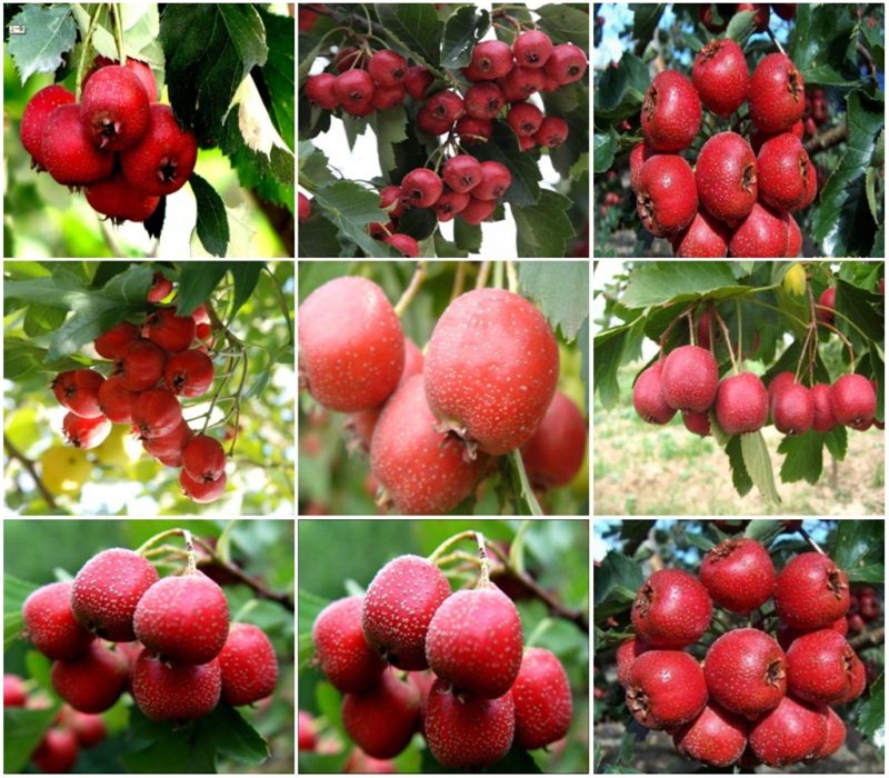 3年草紅山楂苗2公分山楂苗種植基地品種選擇	