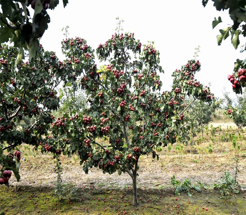 3年大金星山楂苗大果山楂苗價(jià)格品種介紹	