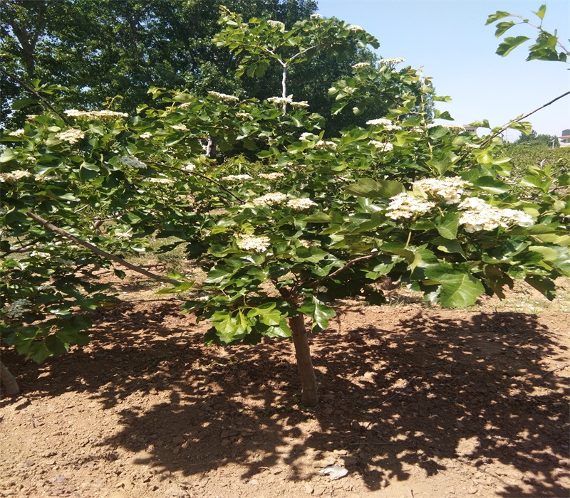 3年大金星山楂苗2公分山楂苗栽培种植技术		