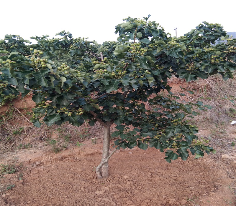 3年歪把紅山楂苗無籽山楂苗正確的種植方法	
