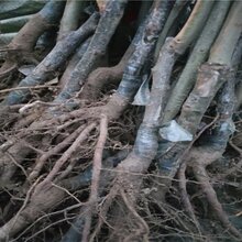 大红袍板栗苗的药用价值 的功效与作用图片