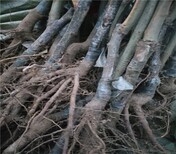 红栗一号板栗南方种植板栗品种选择板栗树几年结果图片0