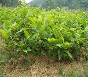 红栗一号板栗南方种植板栗品种选择板栗树几年结果图片2