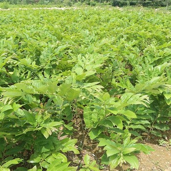 尖顶油栗板栗板栗苗品种介绍泰山红油板栗苗