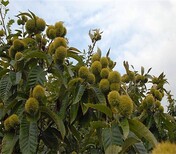红栗一号板栗南方种植板栗品种选择板栗树几年结果图片5