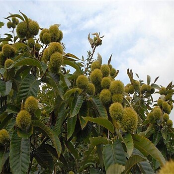 大红袍板栗板栗苗种植时间板栗栽培种植管理技术