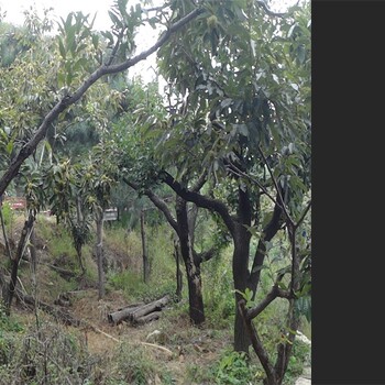 泰山红光板栗板栗苗种植时间泰山大红袍板栗苗